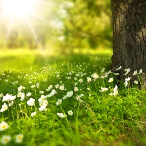 spring-tree-flowers-meadow-60006