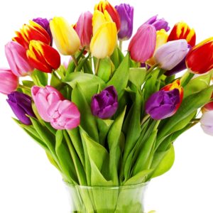 tulips_flowers_bouquet_bright_vase_white_background_37331_3600x2600