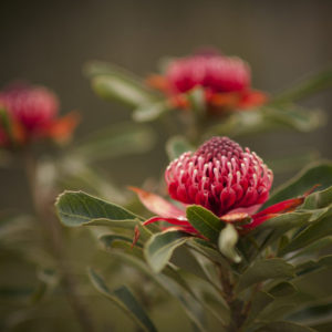 Waratah-768x511