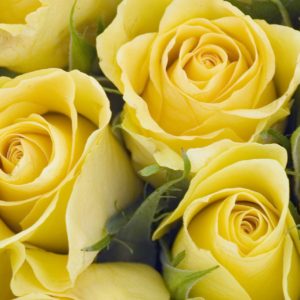 background-of-yellow-roses-royalty-free-image-157279478-1548273175