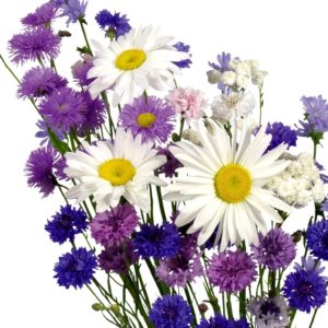 daisies_cornflowers_carnations_flower_bouquet_white_background_37149_1920x1536
