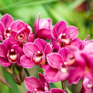 cymbidium-orchid