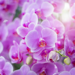 orchid-flowers