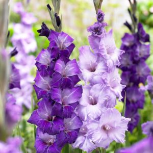 all-about-gladiolus6