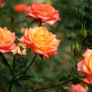 Orange-Rose