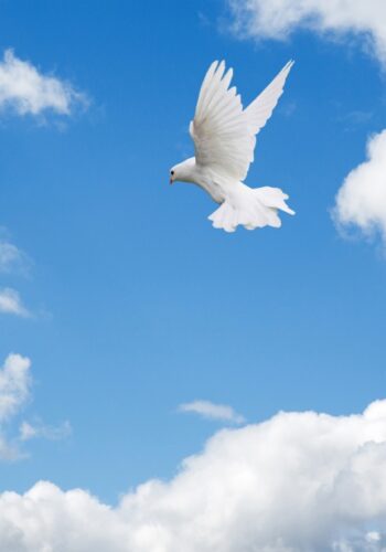 dove-flying-in-sky