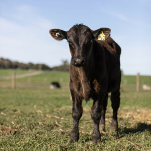 Holstein-Angus cross calf in a paddock on Peter Duggan's farm at Cowaramup in Western Australia in August