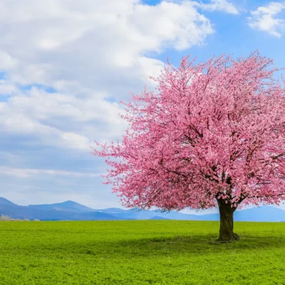 lonely-japanese-cherry
