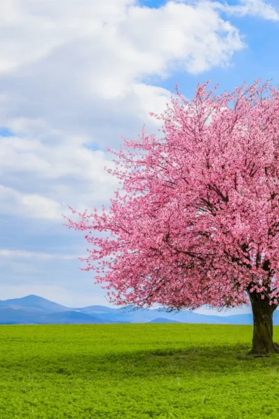 lonely-japanese-cherry