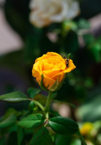 rosa-4988260_1280