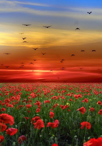 poppy- field-sunset - square